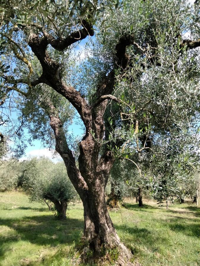 Casale Del Tempo Lento Panzió Narni Kültér fotó